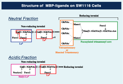 Structure of MBP-ligands on SW1116 Cells